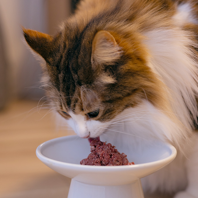 馬肉ミンチを食べる猫