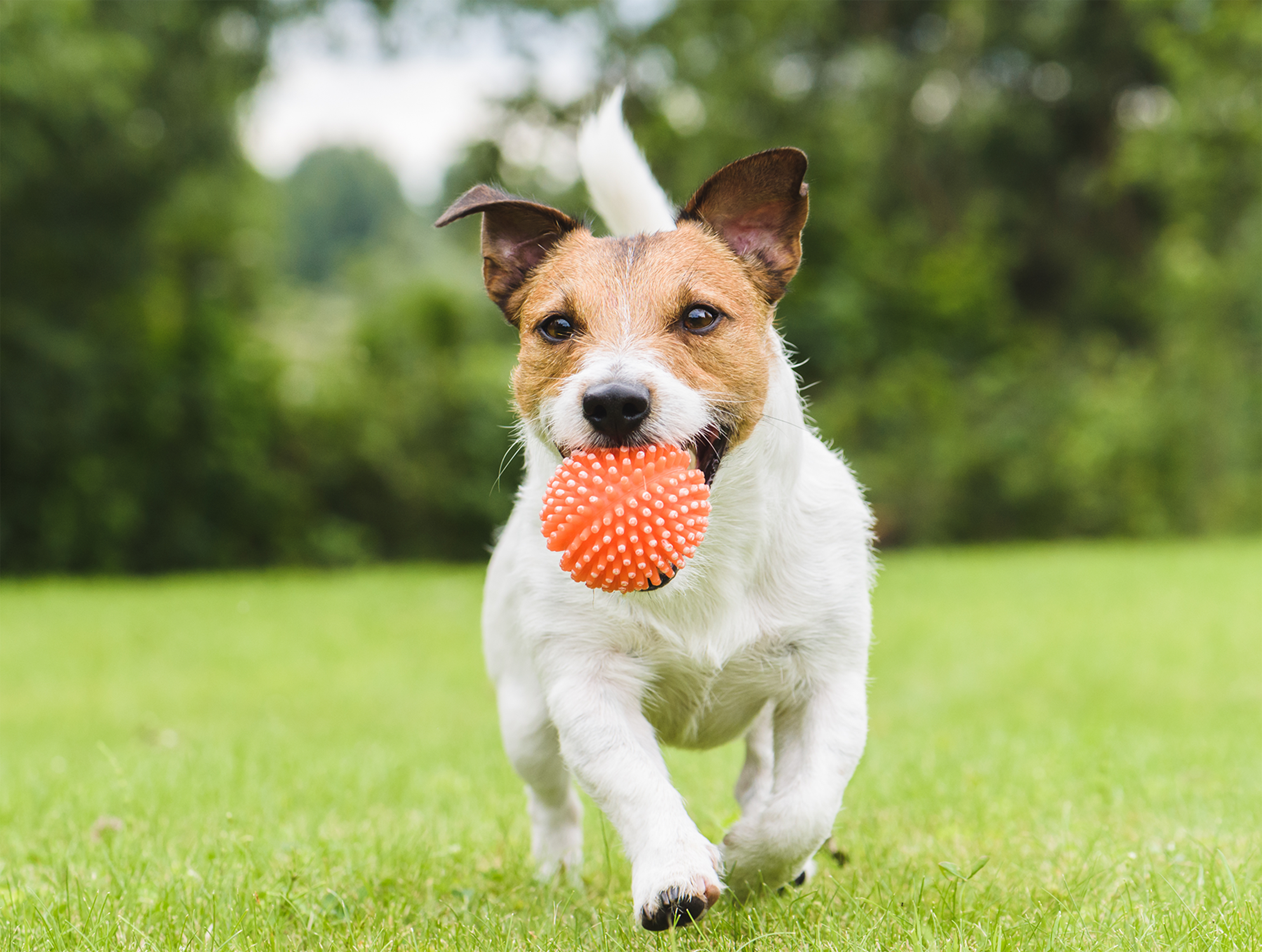 ダイエット・体型管理のイラスト